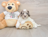 7 week old Cockapoo Puppy For Sale - Florida Fur Babies