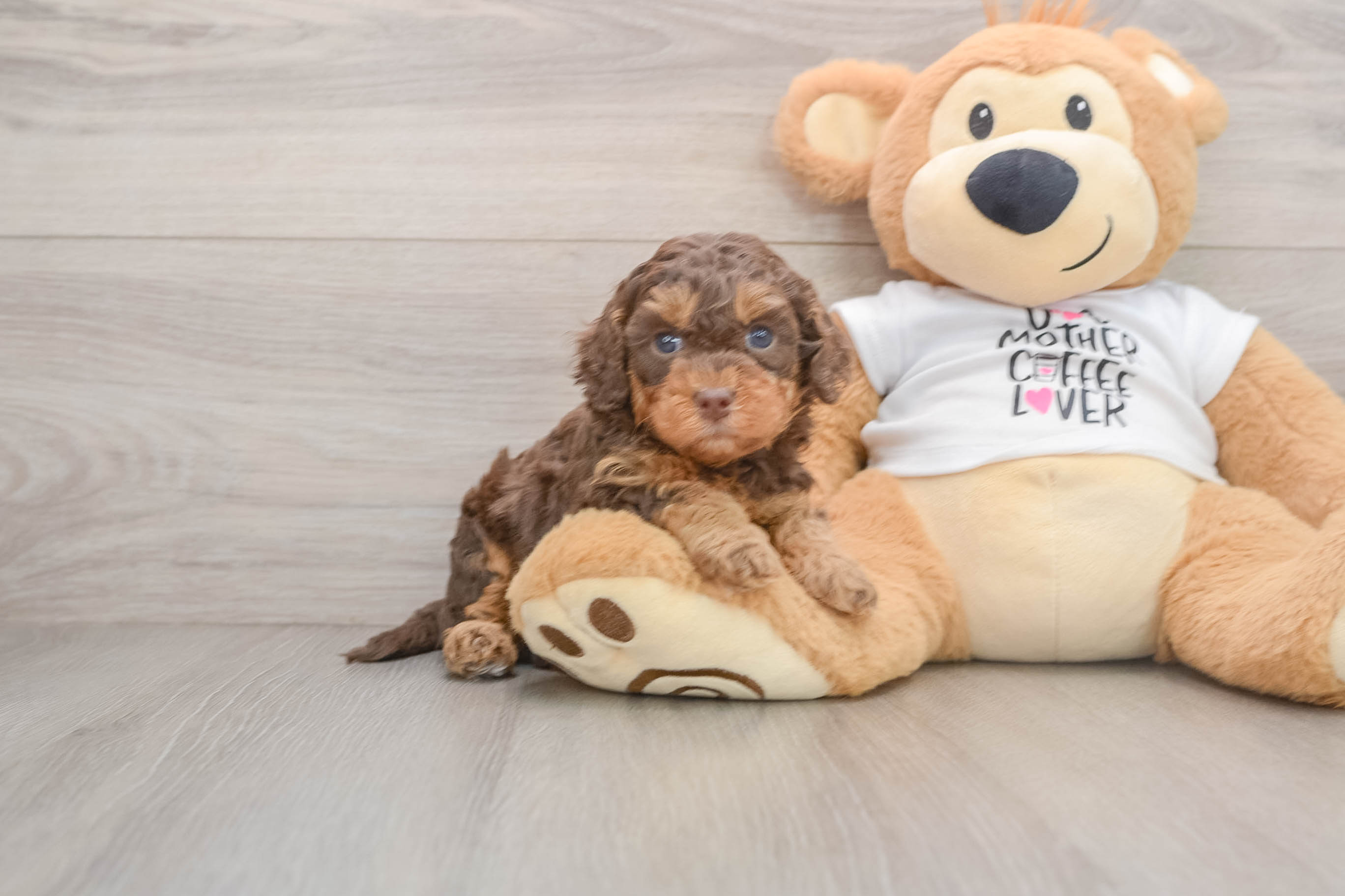 Adorable Cocker Doodle Poodle Mix Puppy