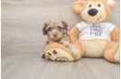 Cockapoo Pup Being Cute