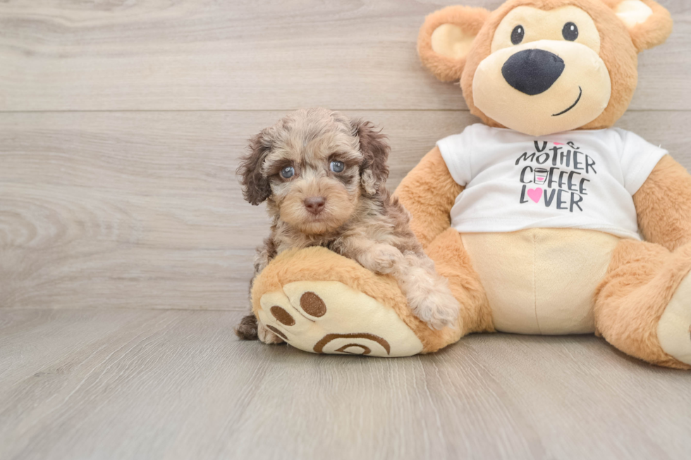 Cockapoo Pup Being Cute
