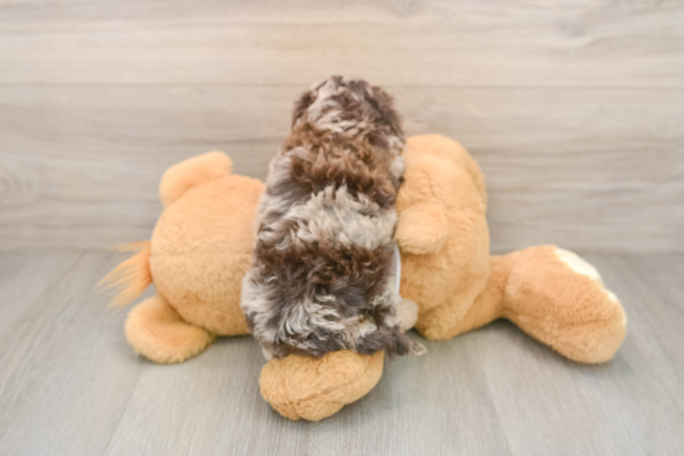 Cockapoo Pup Being Cute