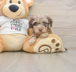 5 week old Cockapoo Puppy For Sale - Florida Fur Babies