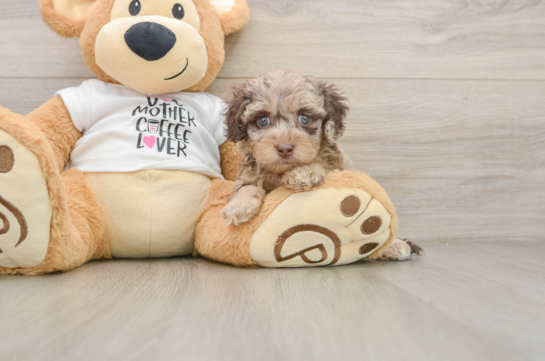 Cockapoo Puppy for Adoption