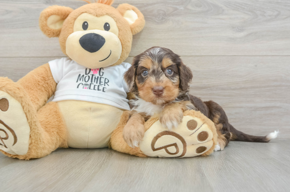 5 week old Cockapoo Puppy For Sale - Florida Fur Babies