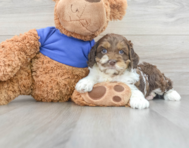 5 week old Cockapoo Puppy For Sale - Florida Fur Babies