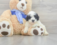 7 week old Cockapoo Puppy For Sale - Florida Fur Babies