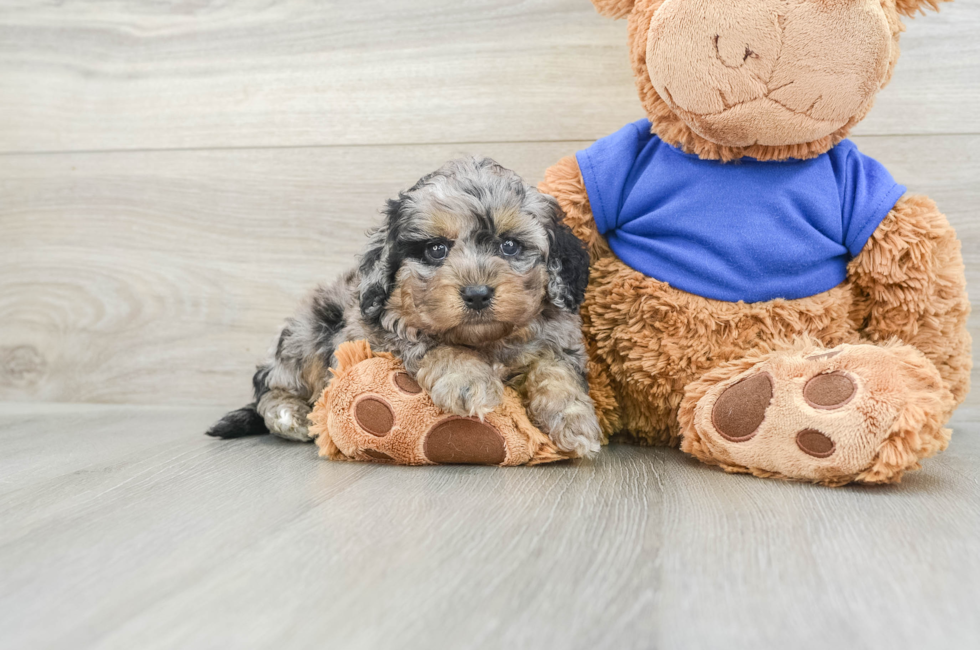 5 week old Cockapoo Puppy For Sale - Florida Fur Babies