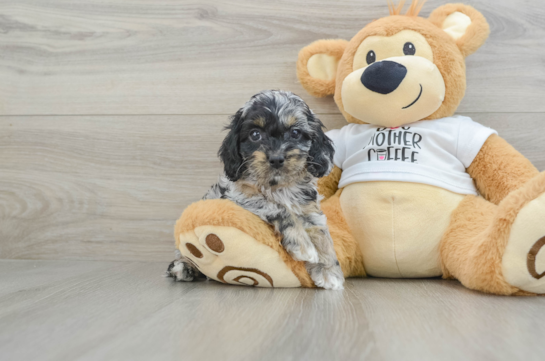 Energetic Cocker Doodle Poodle Mix Puppy