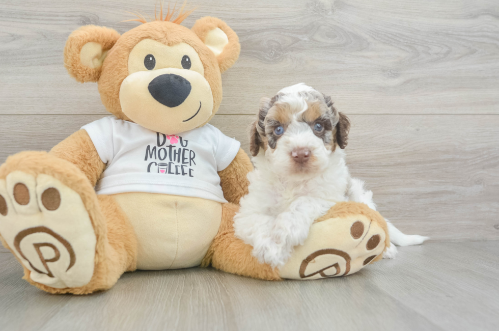 5 week old Cockapoo Puppy For Sale - Florida Fur Babies