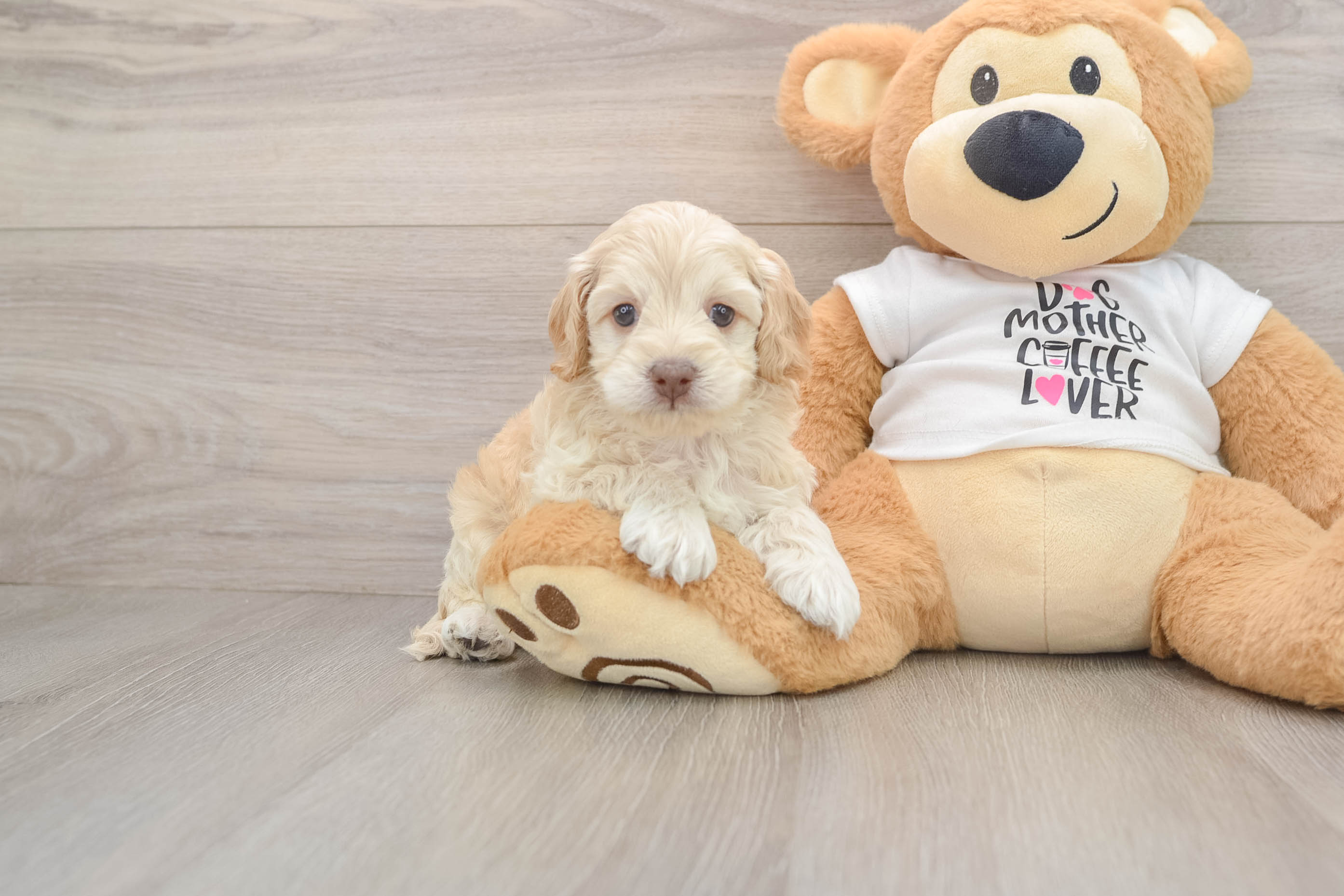 Best Cockapoo Baby