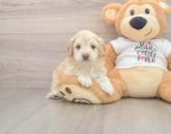 6 week old Cockapoo Puppy For Sale - Florida Fur Babies