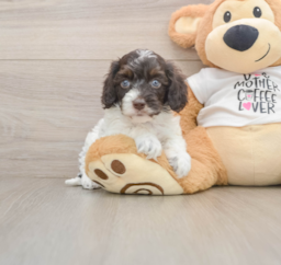 5 week old Cockapoo Puppy For Sale - Florida Fur Babies