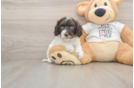 Petite Cockapoo Poodle Mix Pup