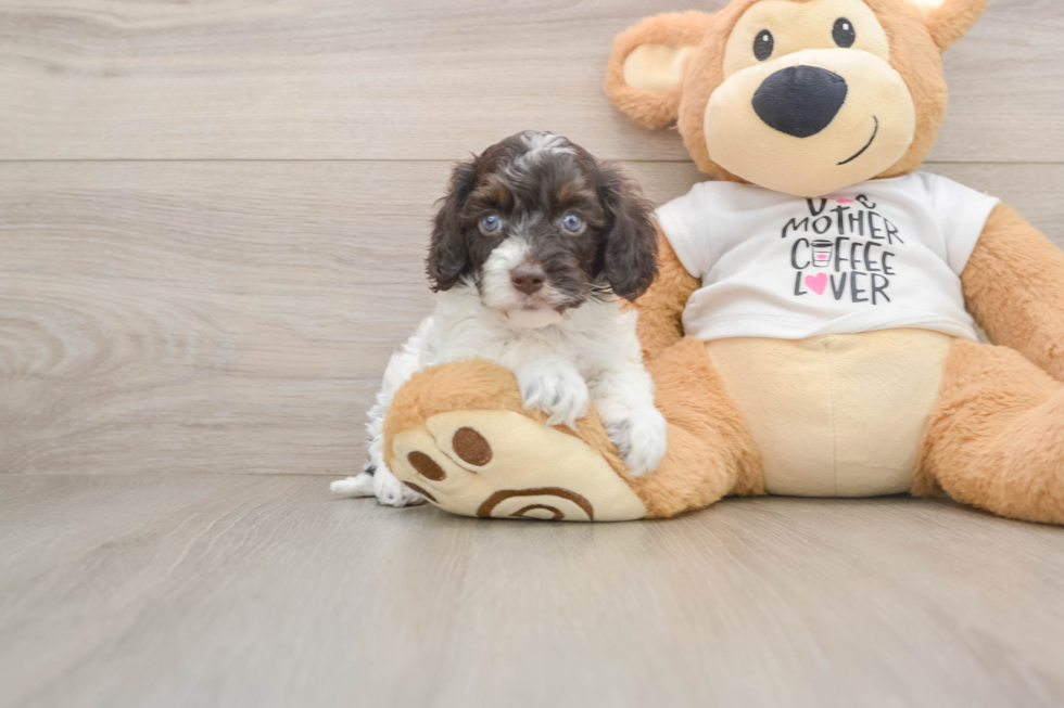 Petite Cockapoo Poodle Mix Pup