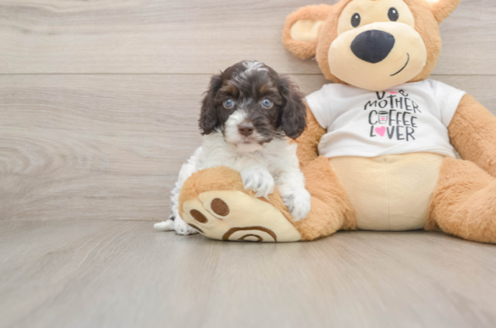 Petite Cockapoo Poodle Mix Pup