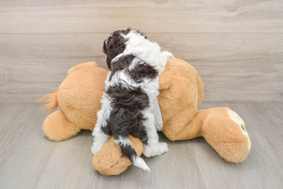 Cockapoo Puppy for Adoption