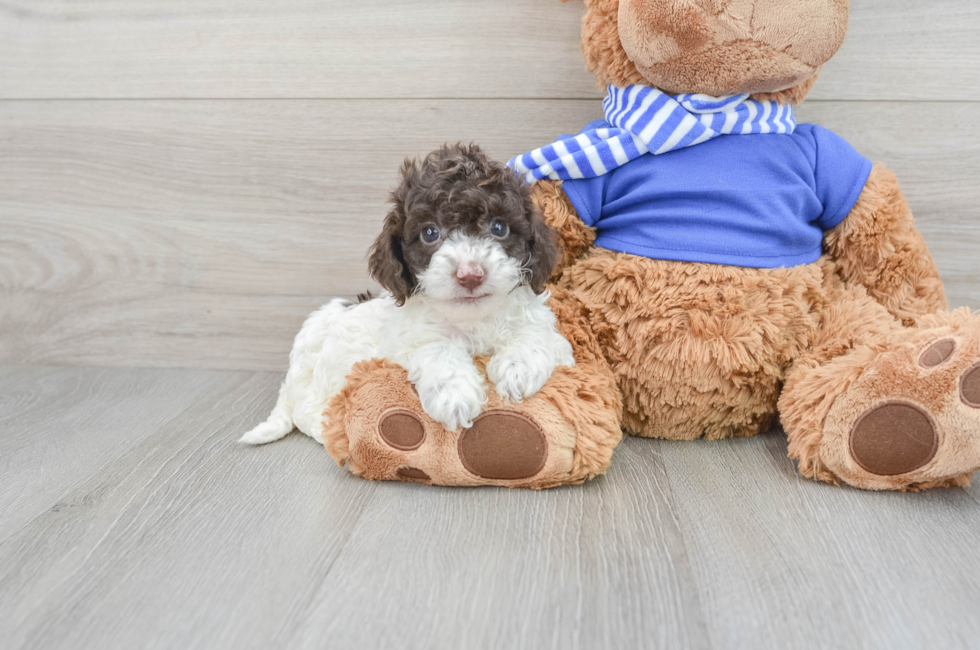 8 week old Cockapoo Puppy For Sale - Florida Fur Babies