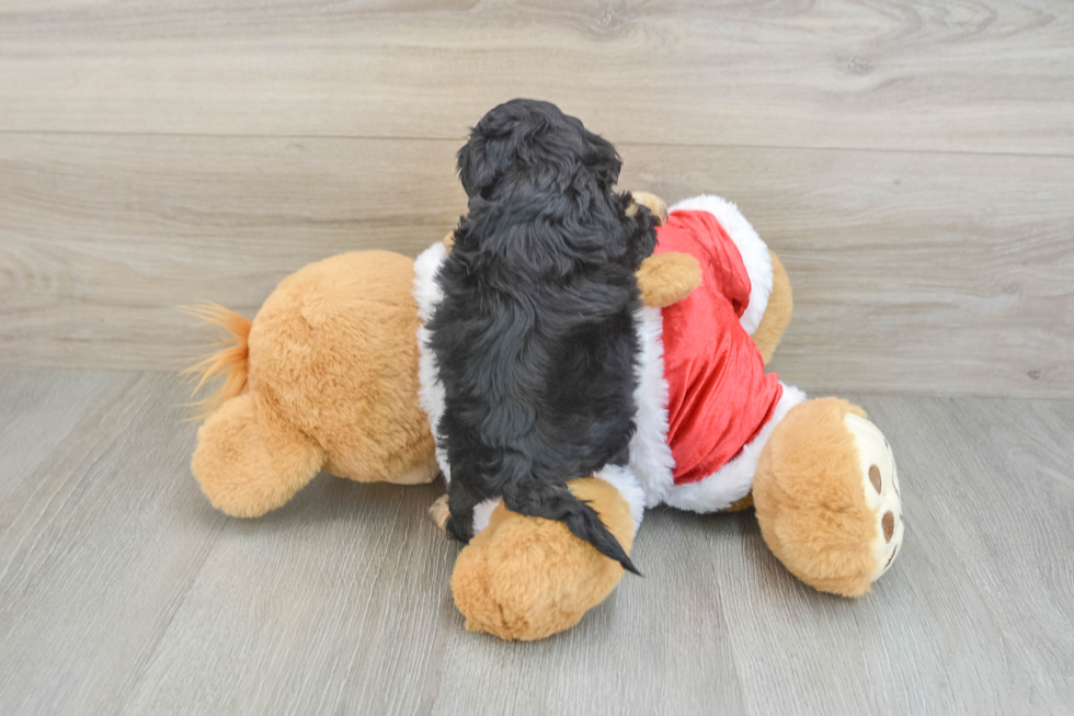 Funny Cockapoo Poodle Mix Pup