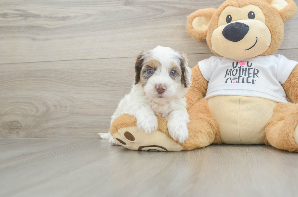 5 week old Cockapoo Puppy For Sale - Florida Fur Babies