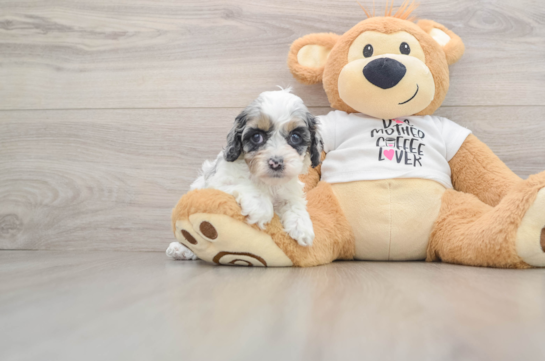 Hypoallergenic Cocker Doodle Poodle Mix Puppy