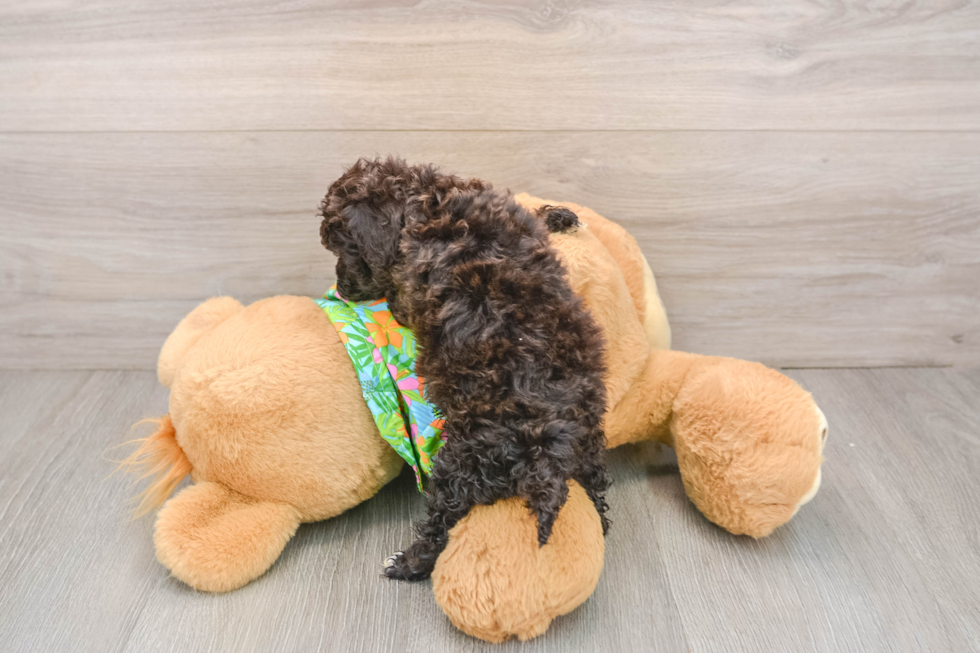 Cockapoo Puppy for Adoption