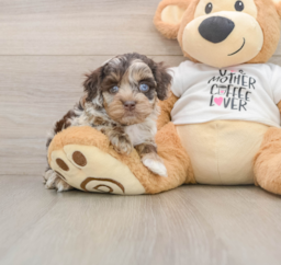 5 week old Cockapoo Puppy For Sale - Florida Fur Babies