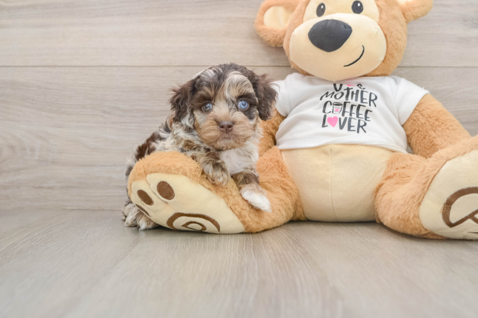 Sweet Cockapoo Baby