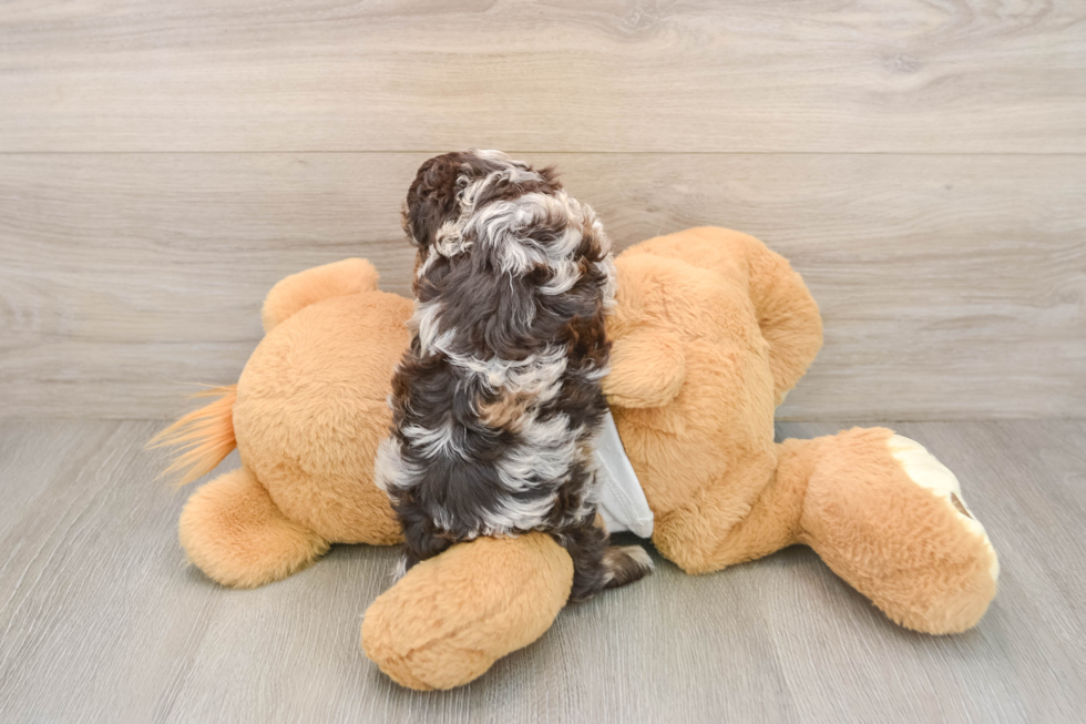 Petite Cockapoo Poodle Mix Pup