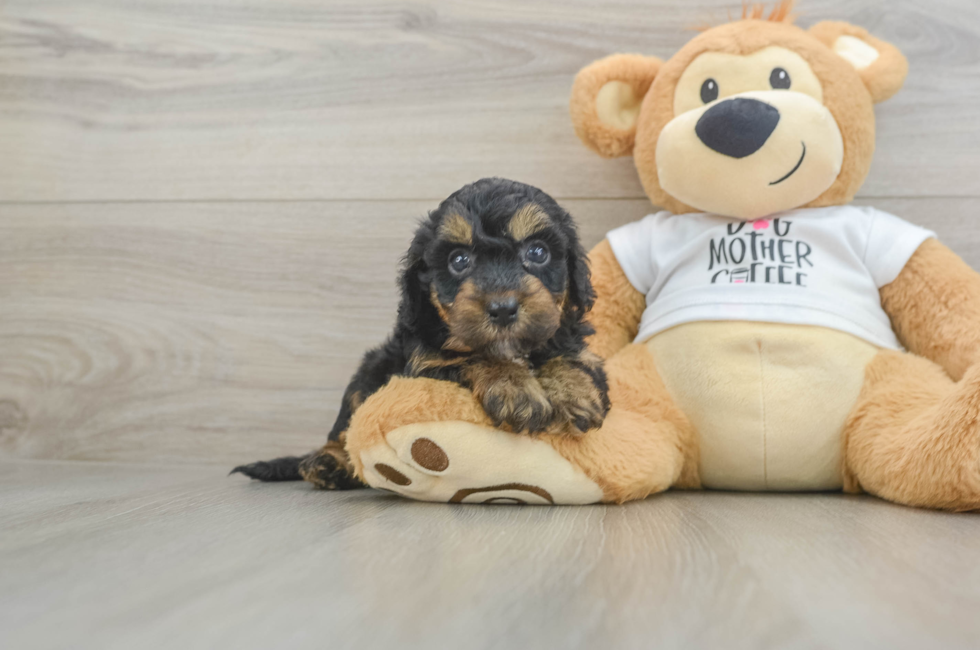 5 week old Cockapoo Puppy For Sale - Florida Fur Babies