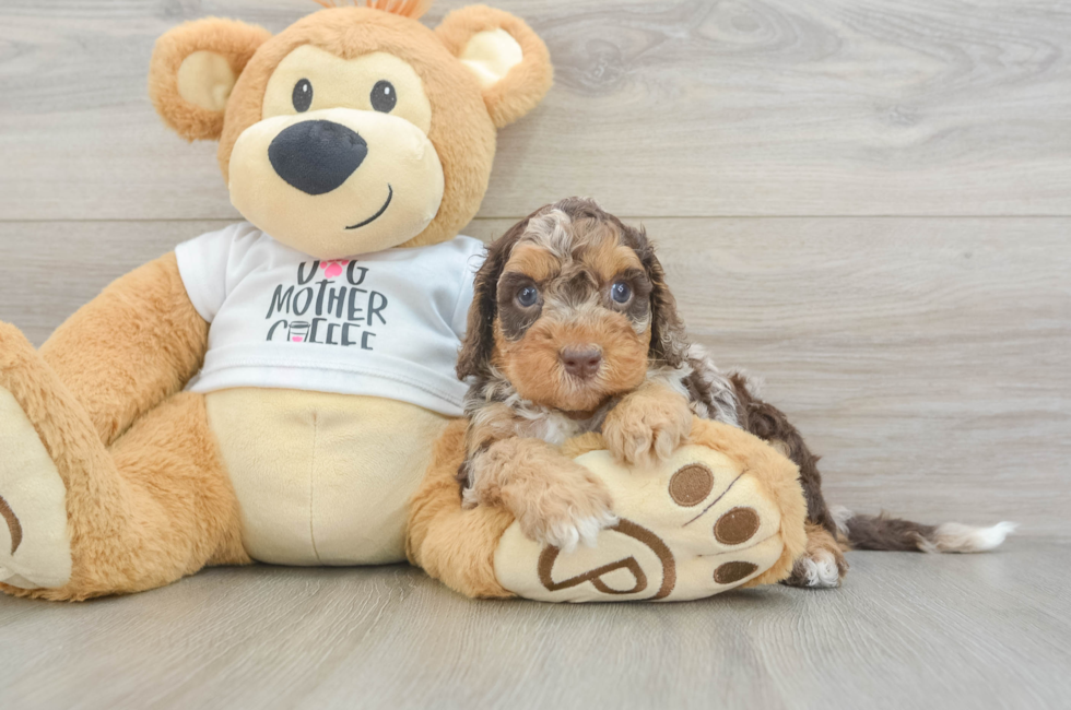 5 week old Cockapoo Puppy For Sale - Florida Fur Babies