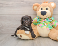 6 week old Cockapoo Puppy For Sale - Florida Fur Babies