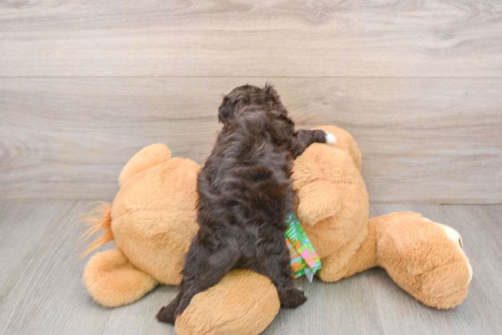 Cockapoo Puppy for Adoption