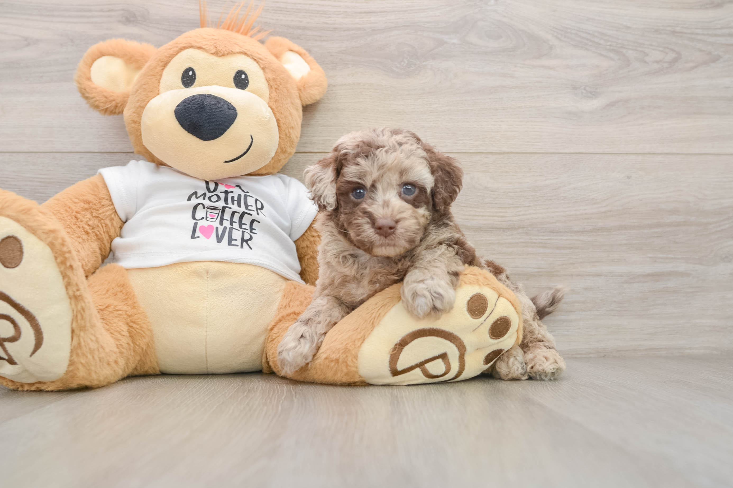 Best Cockapoo Baby