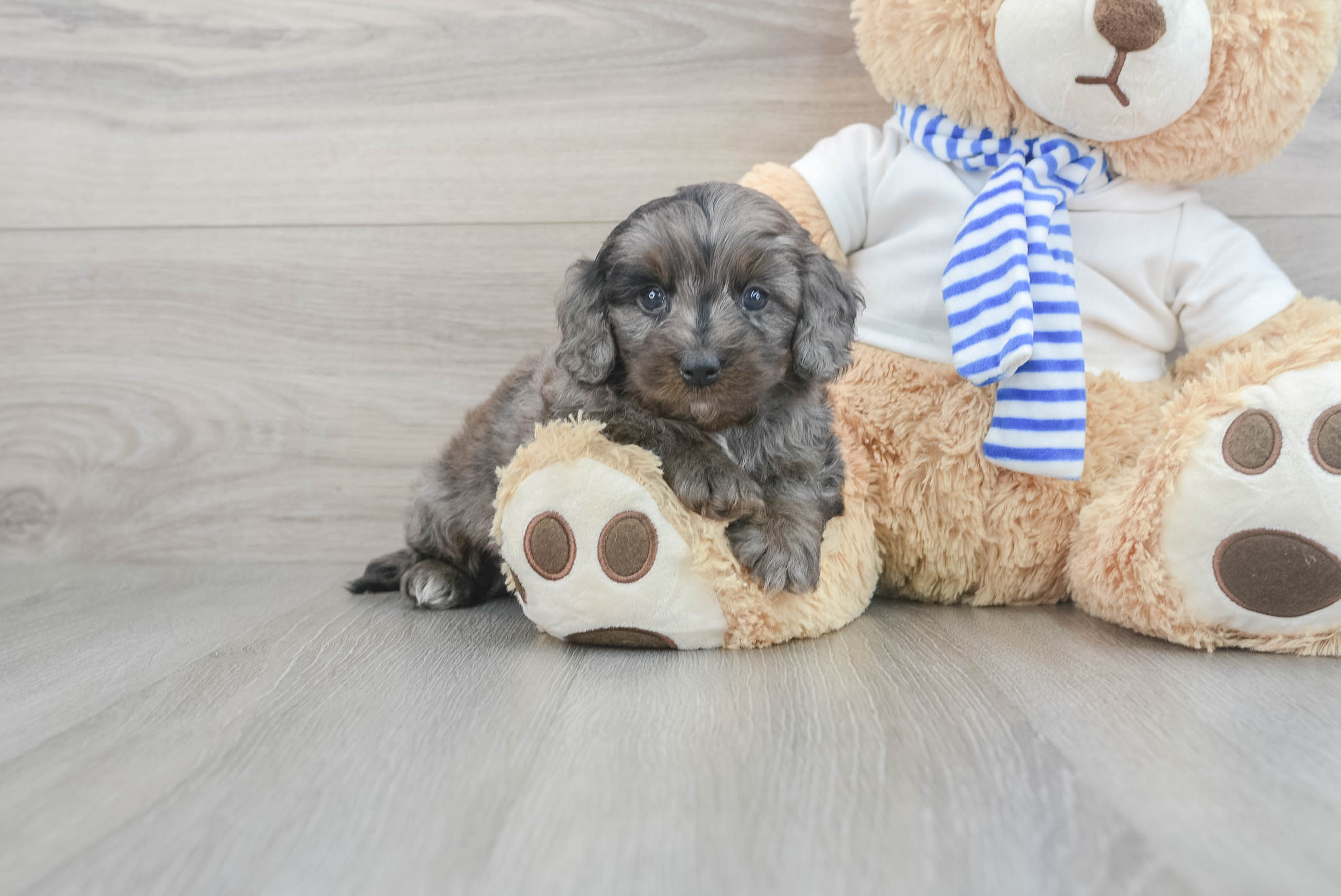 Cockapoo craigslist clearance