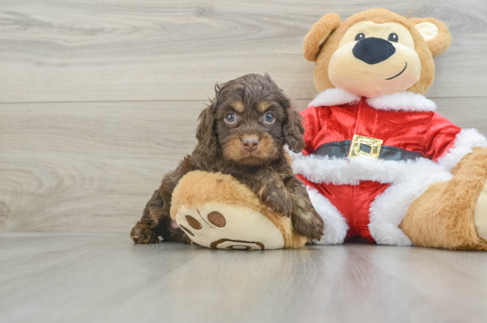 5 week old Cockapoo Puppy For Sale - Florida Fur Babies