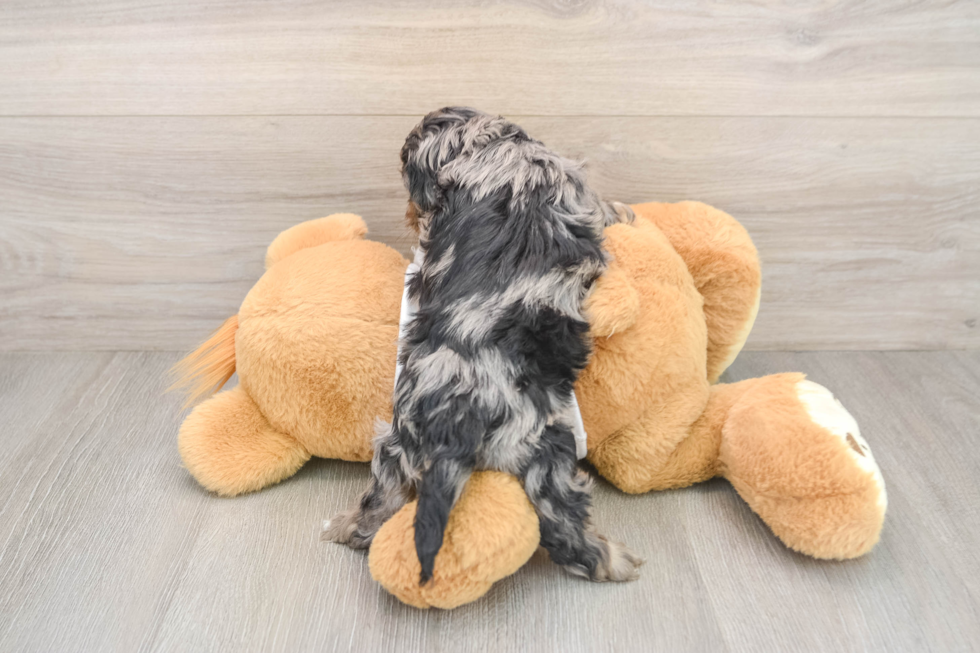 Cockapoo Pup Being Cute