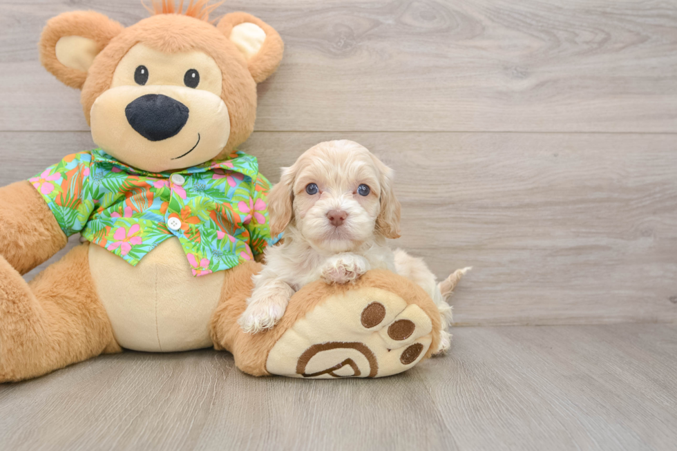 Best Cockapoo Baby