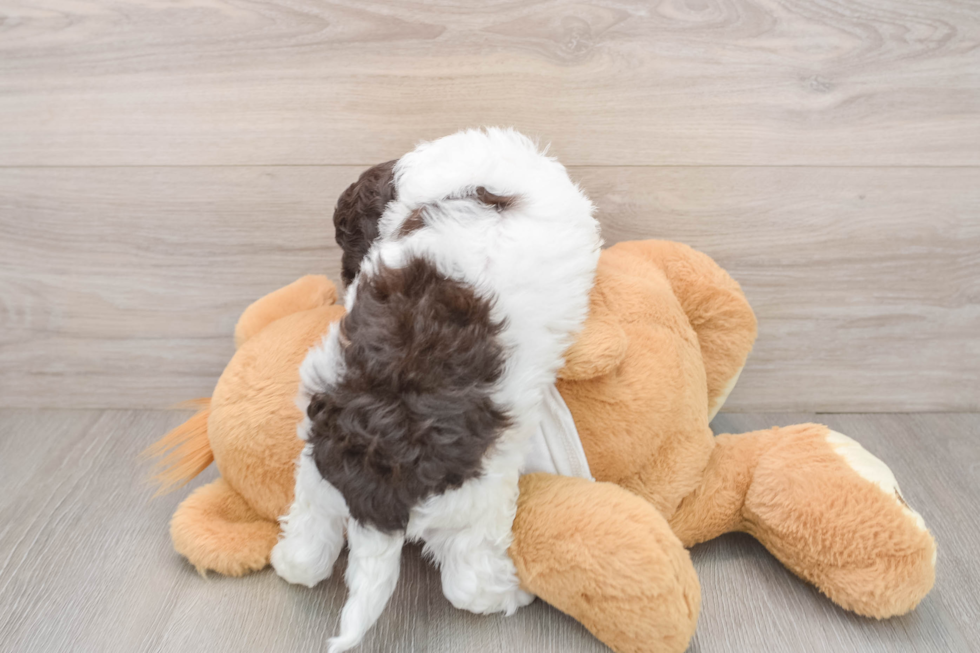 Smart Cockapoo Poodle Mix Pup