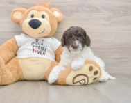 7 week old Cockapoo Puppy For Sale - Florida Fur Babies