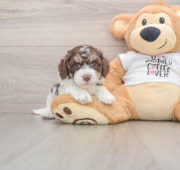 8 week old Cockapoo Puppy For Sale - Florida Fur Babies