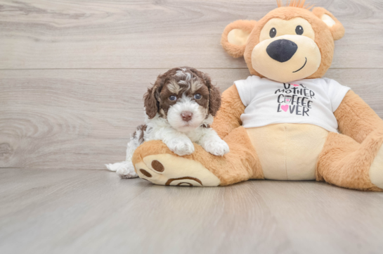 Popular Cockapoo Poodle Mix Pup