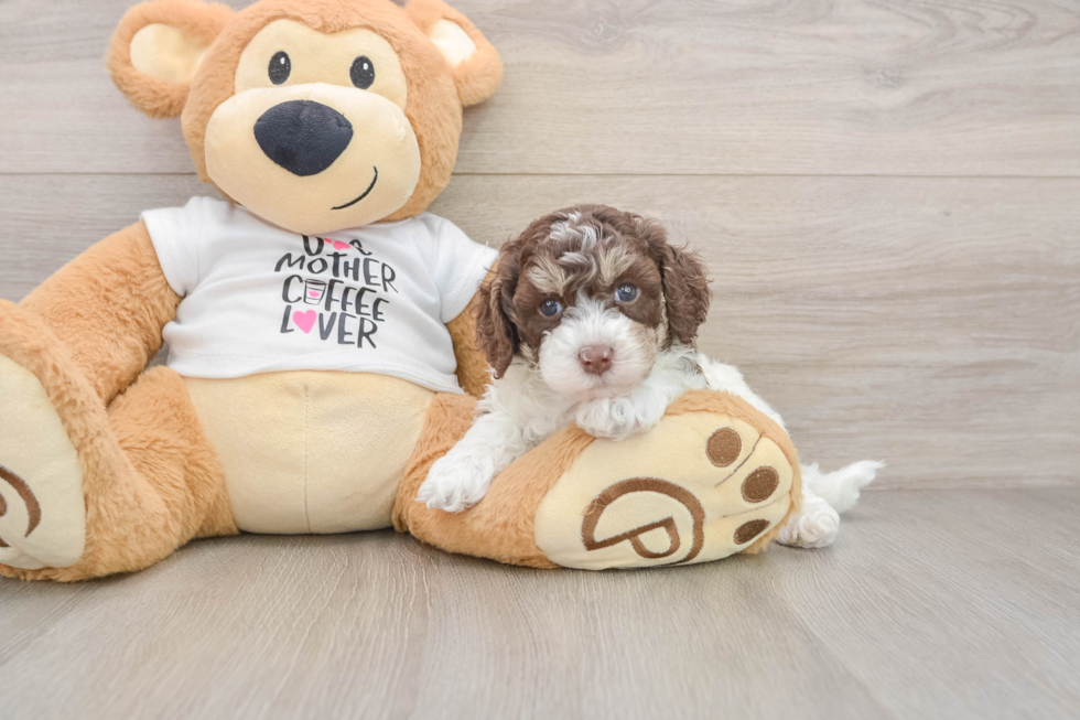 Energetic Cocker Doodle Poodle Mix Puppy