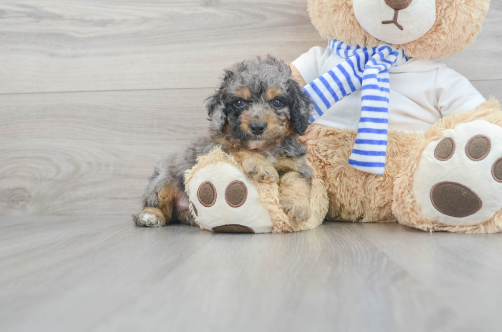 9 week old Cockapoo Puppy For Sale - Florida Fur Babies