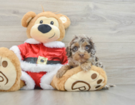 5 week old Cockapoo Puppy For Sale - Florida Fur Babies