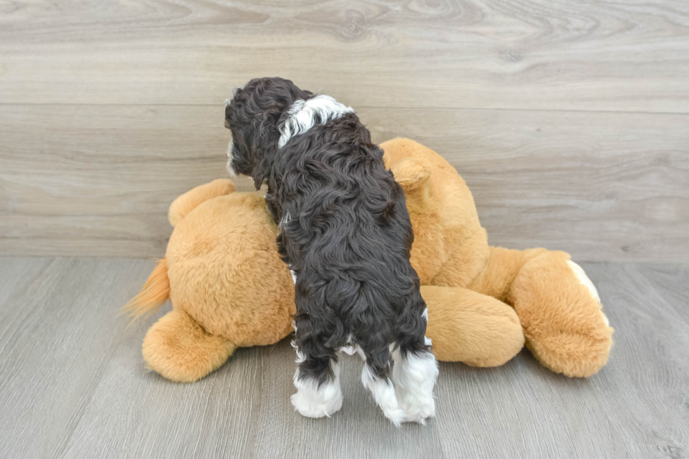 Cute Cockapoo Baby