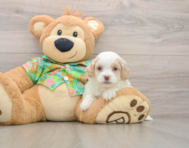 5 week old Cockapoo Puppy For Sale - Florida Fur Babies