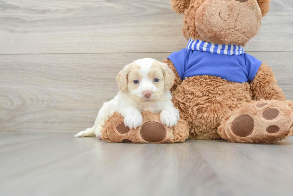 Cockapoo Pup Being Cute