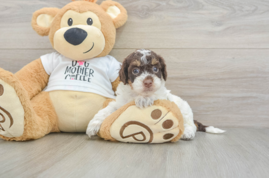 Petite Cockapoo Poodle Mix Pup