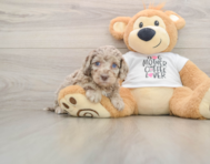 6 week old Cockapoo Puppy For Sale - Florida Fur Babies