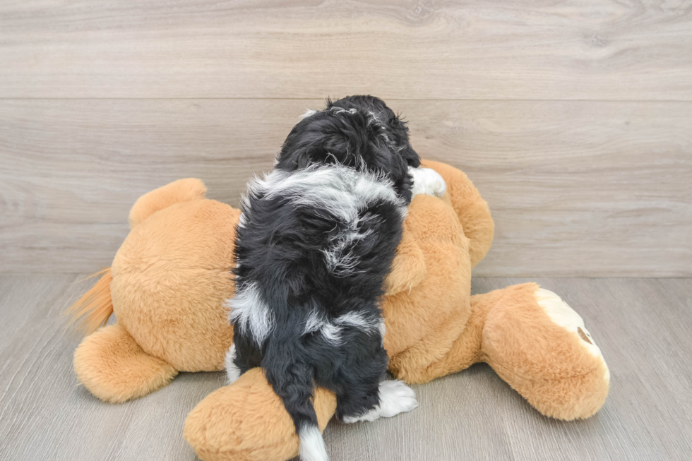 Cockapoo Puppy for Adoption
